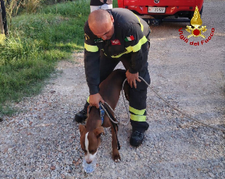 Lieto fine per un cane in difficoltà salvato dai Vigili del Fuoco