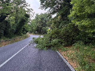 Maltempo nelle Marche: piante cadute nel Maceratese, bomba d’acqua su Pesaro
