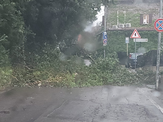 Forte vento su Pesaro, alberi caduti e traffico deviato